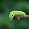 Can you identify what species each of these youths grow up to be?